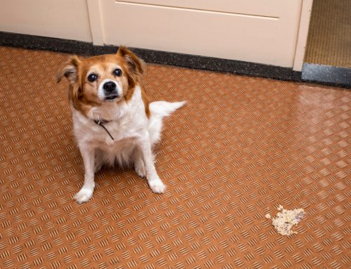 Chronic Vomiting: From Food Trials to GI Biopsy