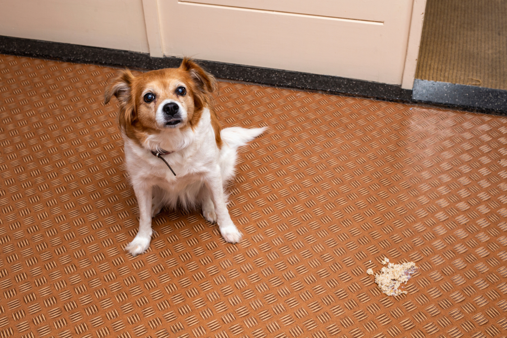 Small brown and white dog sitting on a patterned floor indoors, looking up with a guilty expression next to a small pile of spilled food or mess nearby