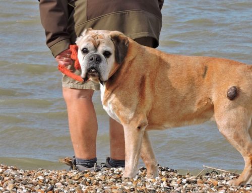 Fine Needle Aspirates vs. Biopsy: Choosing the Right Test