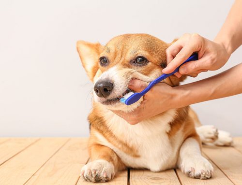 How Do I Keep My Pet’s Teeth Clean at Home?