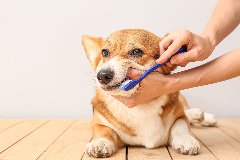 Dog getting teeth brushed during routine dental care