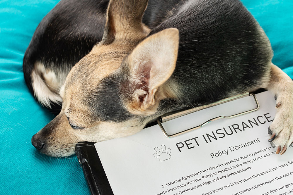 Dog sitting beside insurance policy paperwork, representing pet insurance coverage and financial planning for veterinary care.