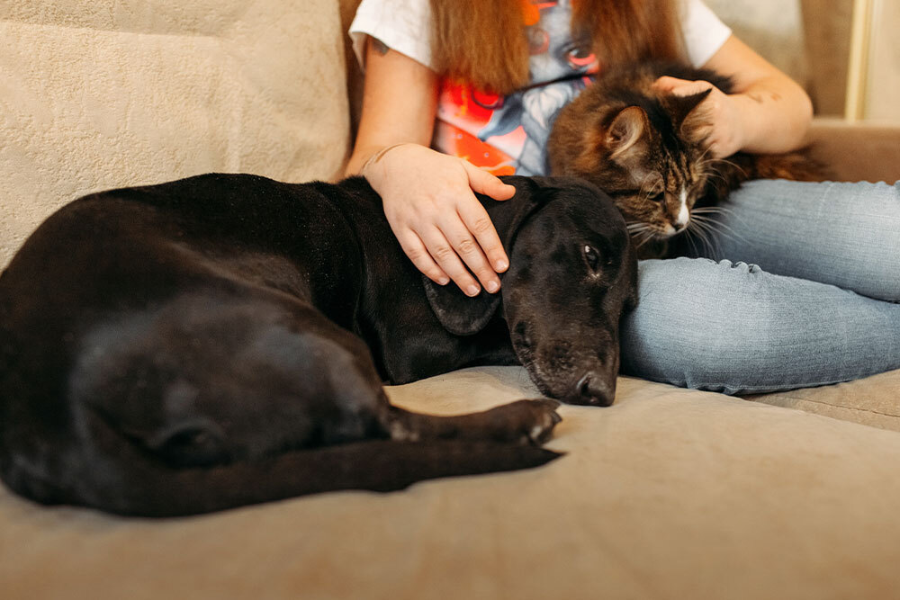 Calm pet relaxing peacefully in a comfortable home environment, reflecting companionship, comfort, and overall wellness.