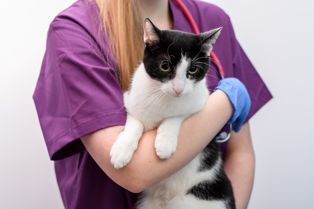 Veterinarian holding a cat during a gentle checkup in a veterinary clinic
