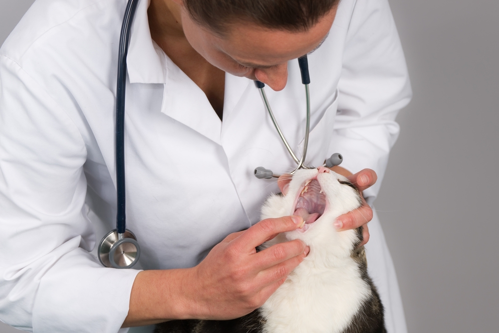 Cat dental checkup with veterinarian examining teeth and gums