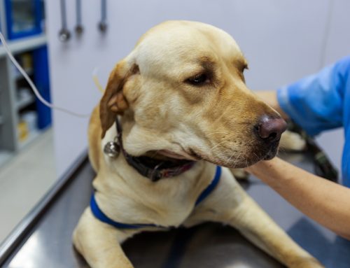 Why Are Emergency Veterinary Care Costs So High?