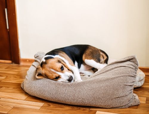 At-Home Exams- How to tell if your pet is ill