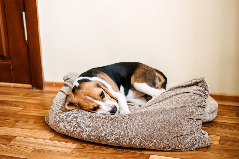 Puppy with symptoms of illness