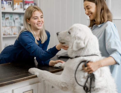 Why Do Veterinary Recommendations Change as Pets Grow Older?