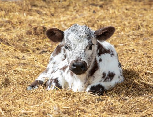 Are Your Existing Animals at Risk When You Bring New Stock Home?