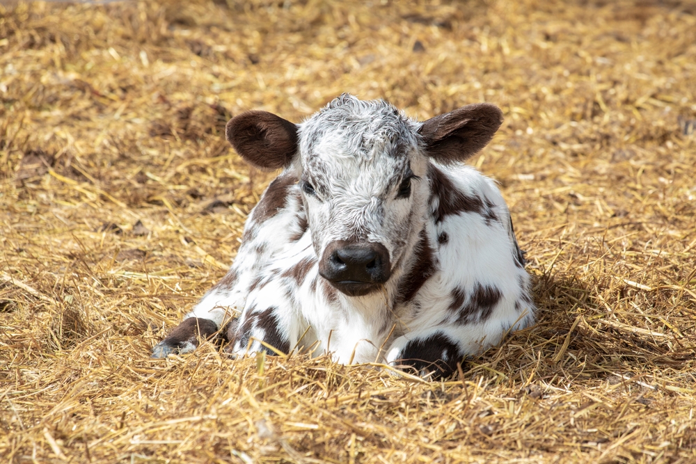 Black and white spotted cow grazing in a spring pasture on a rural farm.