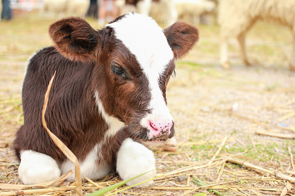 A close-up shot of a small brown and white calf lying down peacefully on a bed of straw and dry grass, looking slightly downward with a blurry background of a farm field.