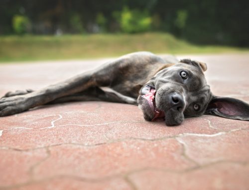 How Should You Help a Dog With Heatstroke?