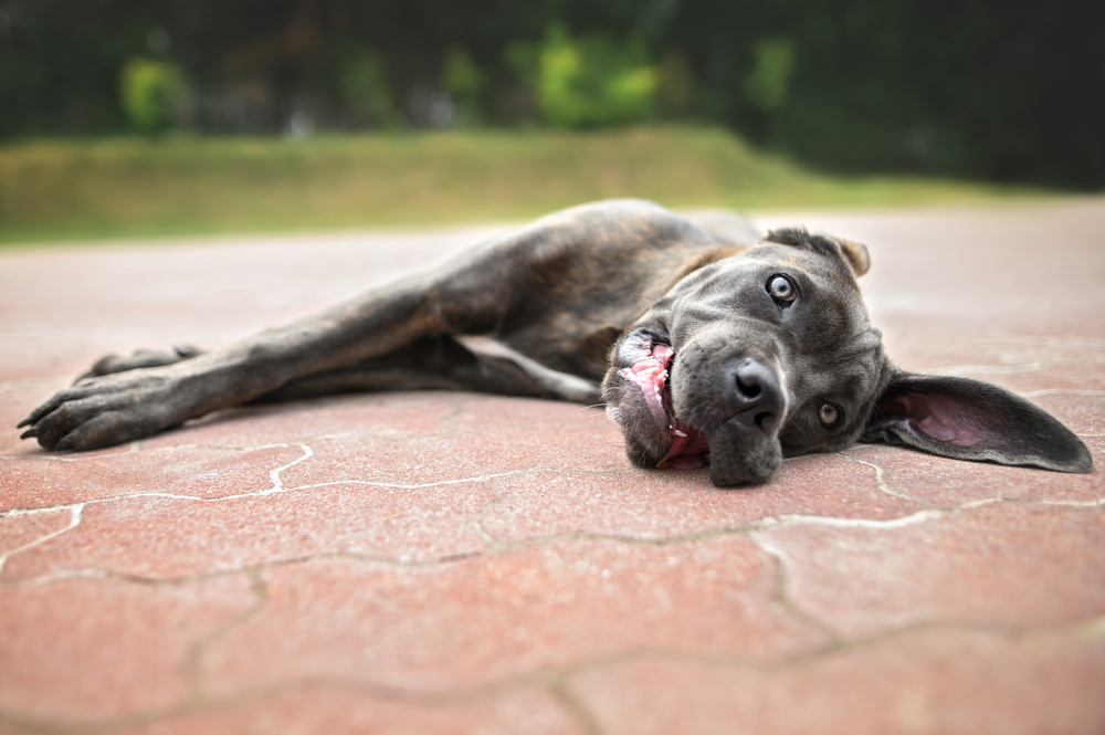 Puppy in an outdoor setting, emphasizing heat stroke prevention, proper hydration, shade access, and safe summer care for dogs.