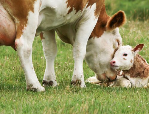 Calf Scours: A Practical Guide to Prevention, Assessment, and Treatment