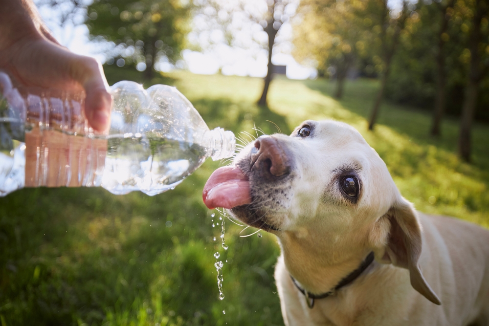 Dog maintaining proper hydration by drinking water, highlighting the importance of fluid intake for pet health, temperature regulation, and dehydration prevention.