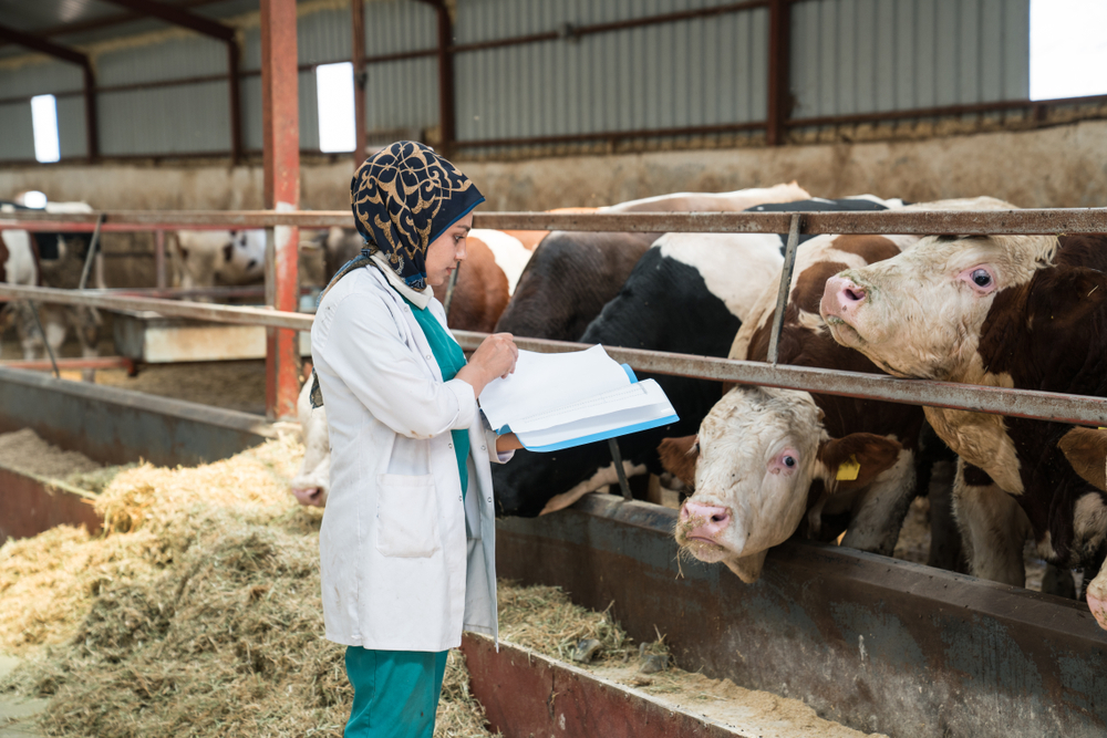 Veterinarian examining a cow on a farm during a routine livestock health check and veterinary assessment.