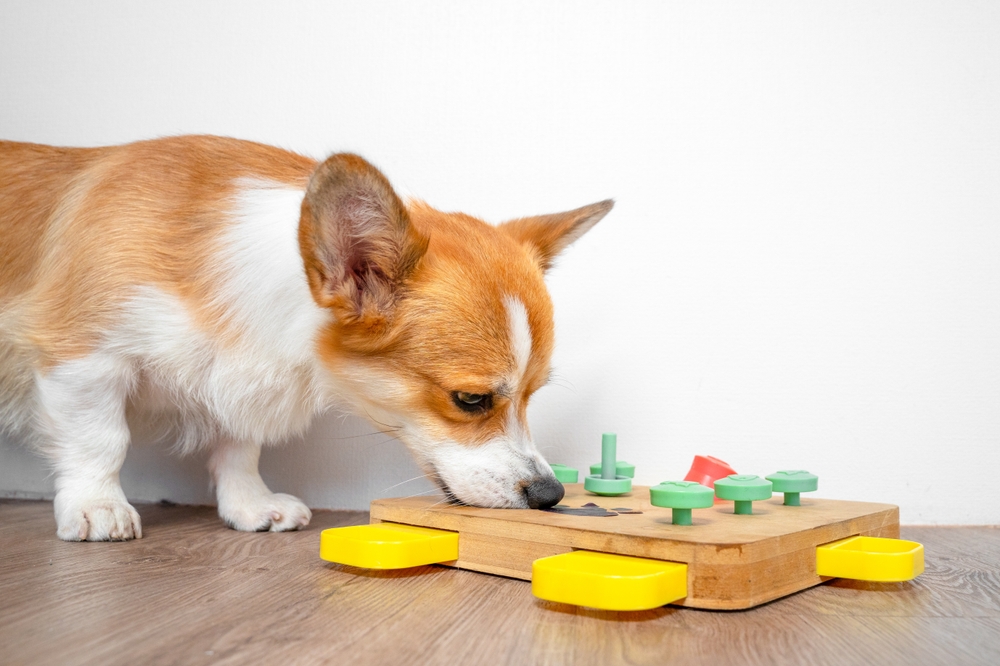 Dog participating in interactive training with its owner to improve obedience, mental enrichment, and positive behavior.