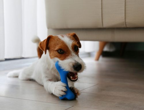 What Toys and Collars Can Cause Serious Injuries in Dogs?