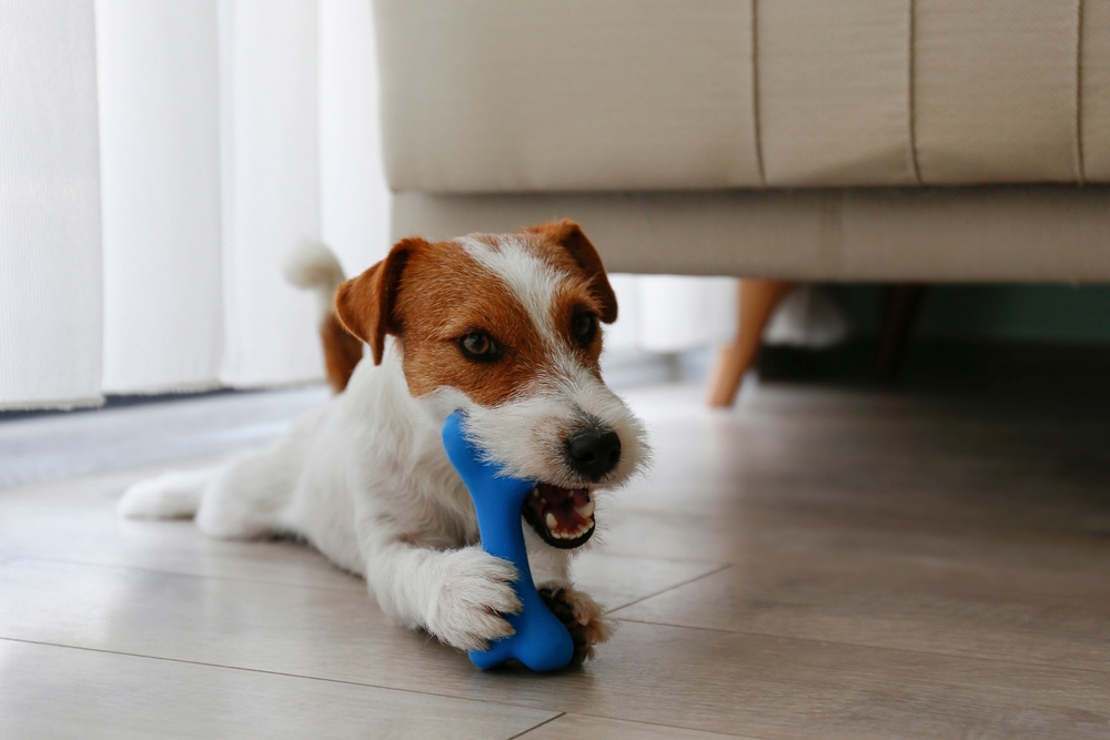 Puppy chewing a toy to promote healthy teeth, mental stimulation, and appropriate chewing behavior.
