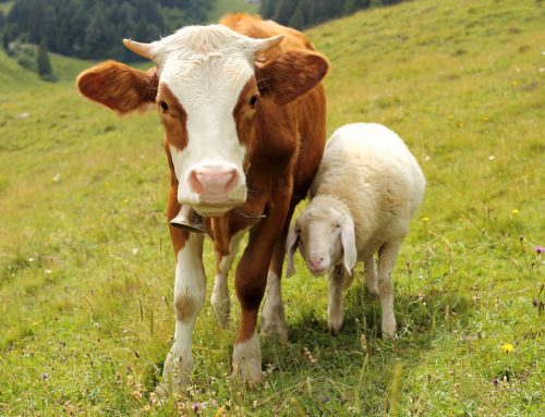 When Is the Right Age to Disbud a Calf, Lamb, or Kid?