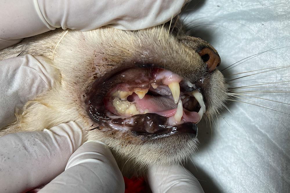 A macro close-up profile shot of a veterinarian in white latex gloves holding open a cat's mouth during an examination, revealing yellow tartar buildup, heavy plaque, and foaming saliva along its teeth and gums.