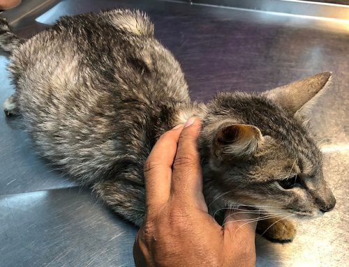 Could My Dog or Cat’s Sudden Weakness Be an Autoimmune Blood Disease?