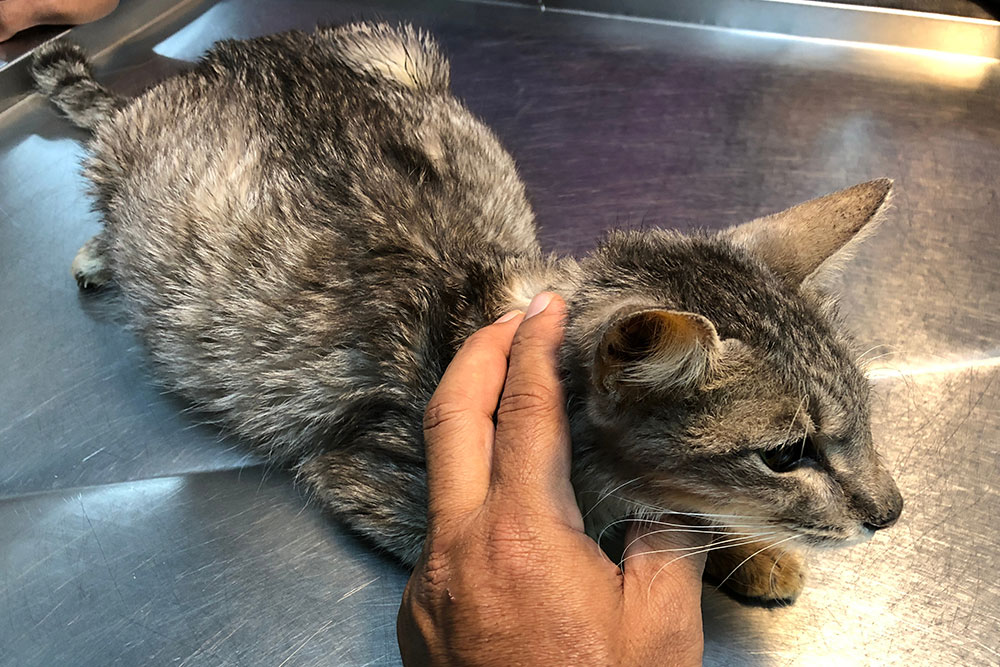 A high-angle close-up shot of a grey tabby cat lying crouched on a metallic veterinary examination table while a human hand gently rests on its neck and head to comfort and restrain it.