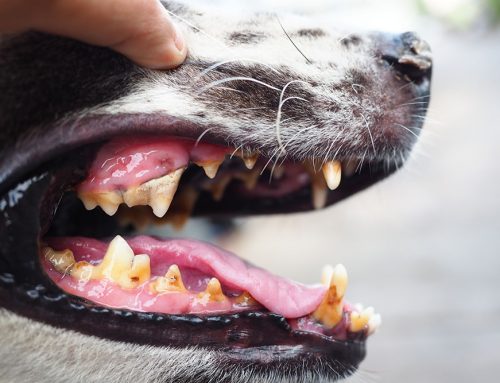 Can My Pet’s Bad Teeth Actually Harm Their Heart?
