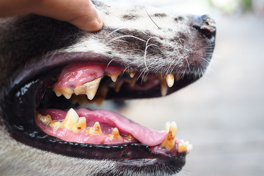 A macro close-up profile shot of a person lifting a dog's upper lip to examine its teeth and gums, revealing visible yellow tartar buildup and inflamed pink gums.