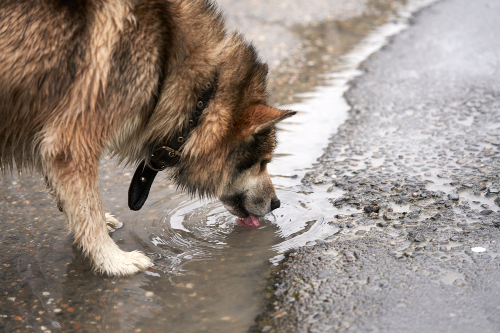 Dog drinking water from a puddle while exploring outdoors on a nature trail.