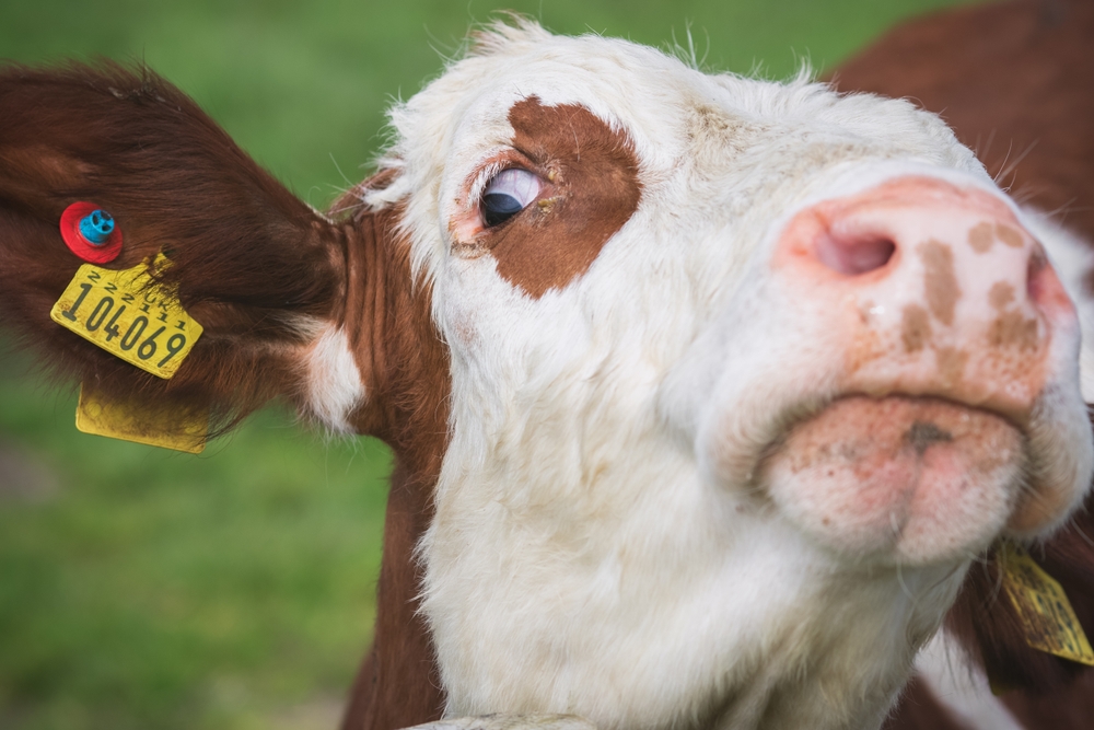 Close-up of a Hereford cow in a pasture, highlighting healthy cattle and routine livestock observation.