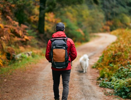 Which Countryside Hazards Actually Send Dogs to the Vet After a Walk?