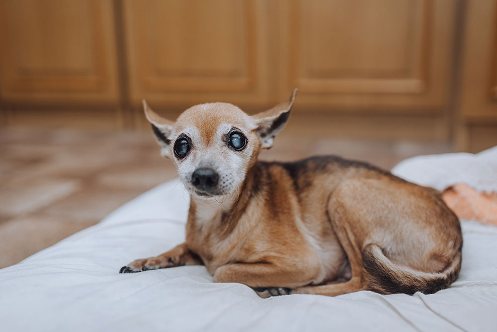 A close-up shot of a small, senior tan Chihuahua lying on a white cushion indoors, looking directly at the camera with visibly cloudy, hazy blue-white lenses in both eyes, indicating cataracts or nuclear sclerosis.
