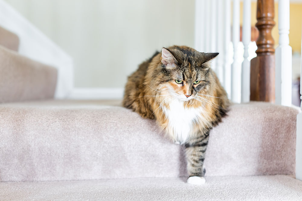 An eye-level medium shot of a long-haired calico cat sitting on a carpeted stair landing, dangling one striped front paw down to the step below while looking downward next to a white banister.