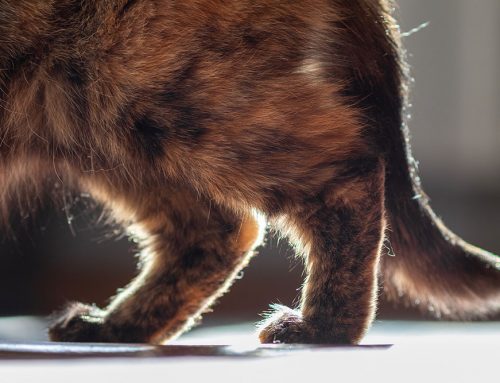 Is My Older Cat Just Slowing Down, or Is It Arthritis Pain?