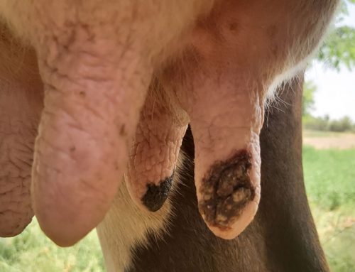 Why Do Mastitis and High Cell Counts Keep Returning?