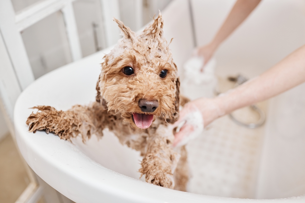 Professional dog grooming to maintain a healthy coat, skin, and overall hygiene.