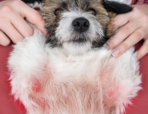 How Do I Know How Serious My Pet’s Allergic Reaction Is?