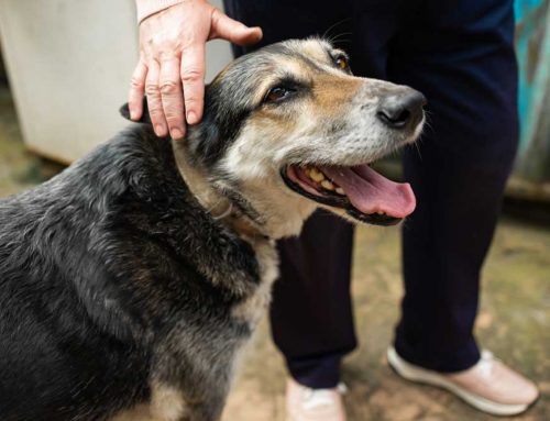 What Can I Do To Help My Senior Pet Stay Mobile?
