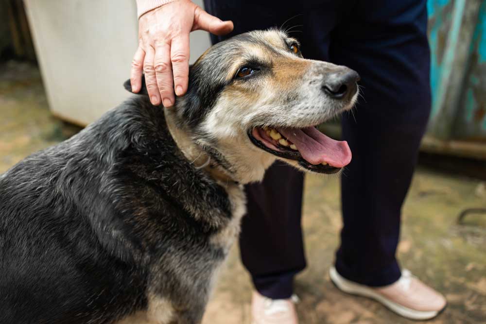 Medium-sized black, gray, and tan dog panting with tongue out while a person gently rests a hand on its head, capturing a warm bond in an outdoor setting.