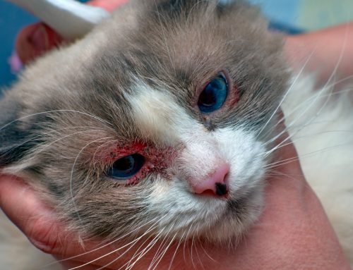 Why Does My Cat Keep Getting Watery, Sore Eyes?