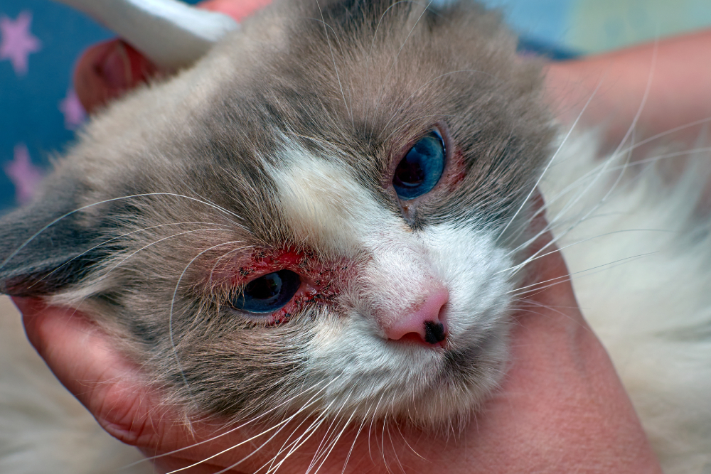lose-up of a cat with red, irritated eyes being gently held by a person, showing signs of an eye infection.