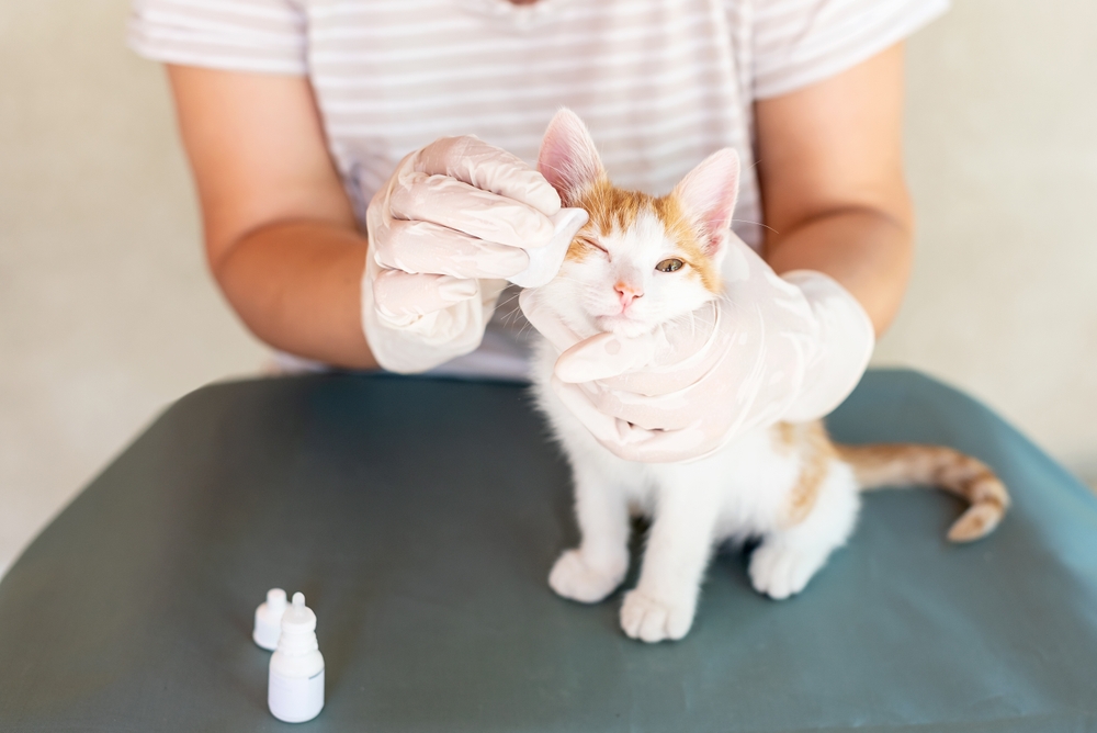Veterinarian examining a pet's eye for signs of eye disease