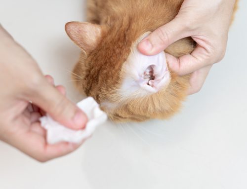 When Do Your Dog’s or Cat’s Ears Actually Need Cleaning?