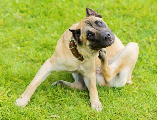 How Do I Choose the Right Skin Products for My Itchy Pet?