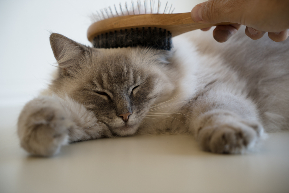 Siamese cat with a well-groomed coat, highlighting the importance of regular brushing and coat care.