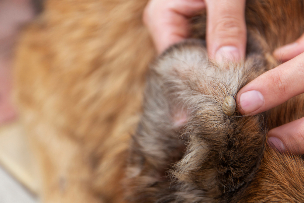 Close-up of a tick attached to a dog's ear, illustrating the risk of tick infestation in dogs.