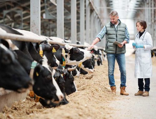 Stock Bull, AI or Embryo Transfer: How Do You Build the Right Breeding Programme?