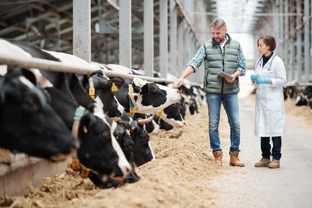 A female veterinarian in a white lab coat talking with a male farmer holding a tablet